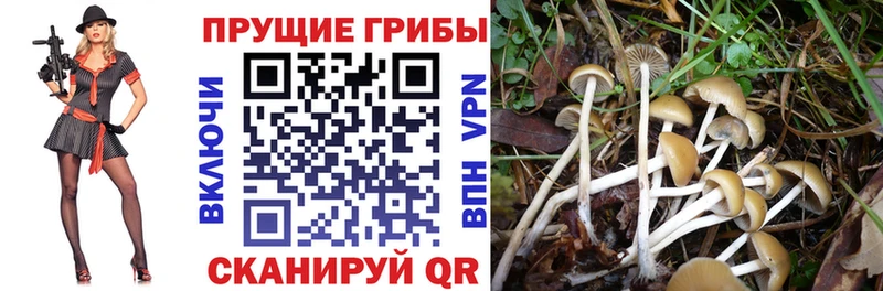 Галлюциногенные грибы Cubensis  ссылка на мегу ссылка  Володарск 